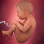36. HAFTA –  Bebeğiniz doğum kanalına yerleşmeye başlıyor